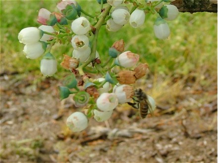 ブルーベリーの受粉に大忙しのミツバチくん