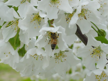 せっせとミツ集め＆受粉の手助けに勤しむミツバチ