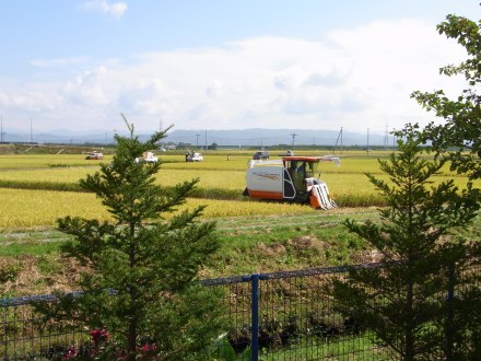 山形県酒田市の稲刈り風景