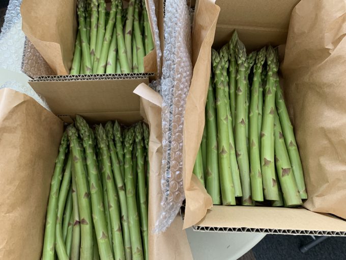 2023年アスパラ出荷始まりました!