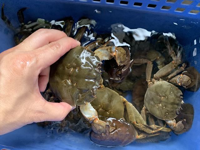 モクズガニ出荷始まりました