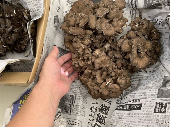 やっと、天然舞茸を初出荷!