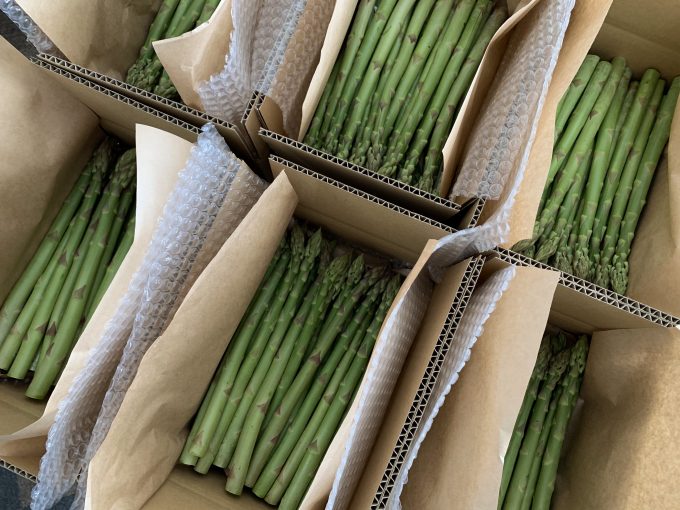 2024年アスパラガスの出荷始まりました!