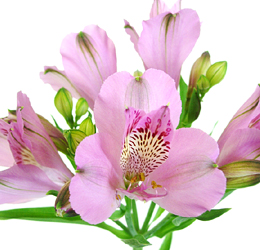 アルストロメリア:紫