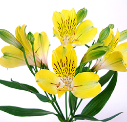 アルストロメリア:黄色