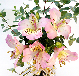 アルストロメリア:ピンク