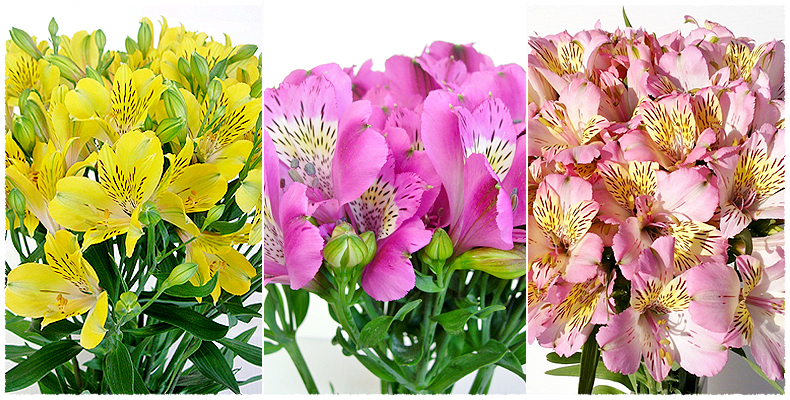 フレッシュさと日持ちの良さに驚きます