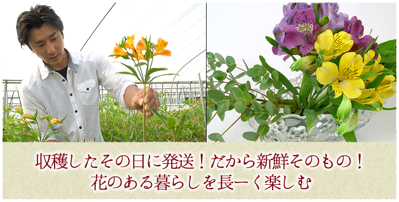 収穫したその日に発送！だから新鮮そのもの！花のある暮らしを長ーく楽しむ