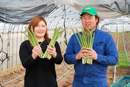 アスパラの収穫作業3