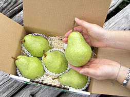 バートレットはこのくらいの大きさです。