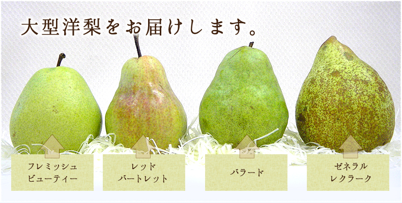 バートレットから始まり、その後、こんな大型洋梨をお届けします。