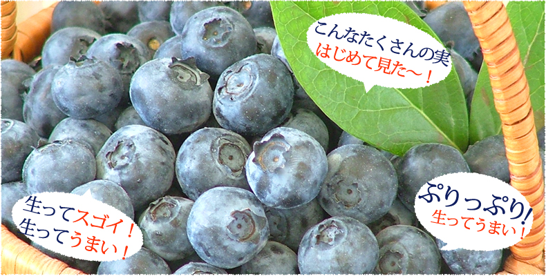 完熟の味はサイコー!皮ごとパクッと食べてください