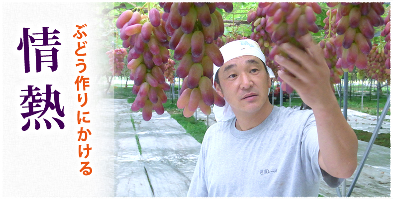 ぶどう作りにかける情熱