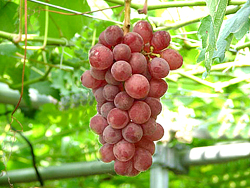 ぶどうギャラリー①