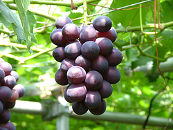 ぶどうギャラリー②