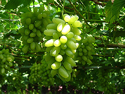 ぶどうギャラリー④