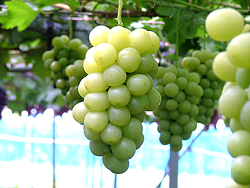 ぶどうギャラリー⑤