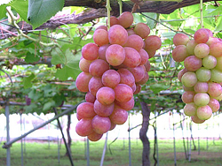 ぶどうギャラリー⑦