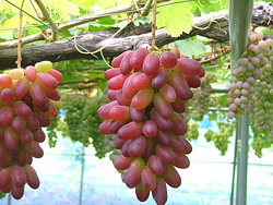 ぶどうギャラリー⑧