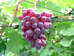 ぶどうギャラリー⑨