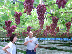 ぶどうギャラリー⑪