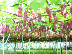 ぶどうギャラリー⑫