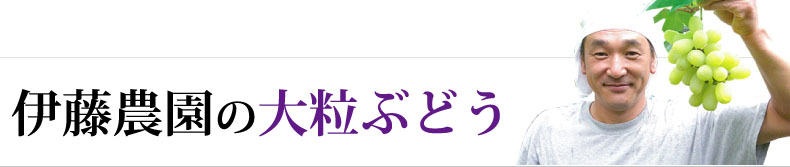 伊藤農園の大粒ぶどう