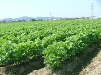 だだちゃ豆畑