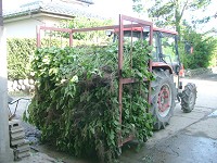 畑から根こそぎ作業場へ