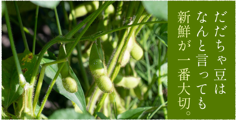 だだちゃ豆はなんと言っても新鮮が一番大切。