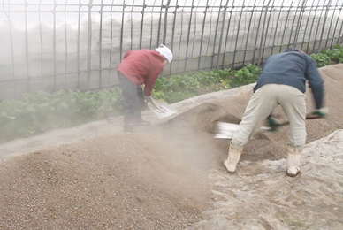 無農薬無化学肥料栽培①