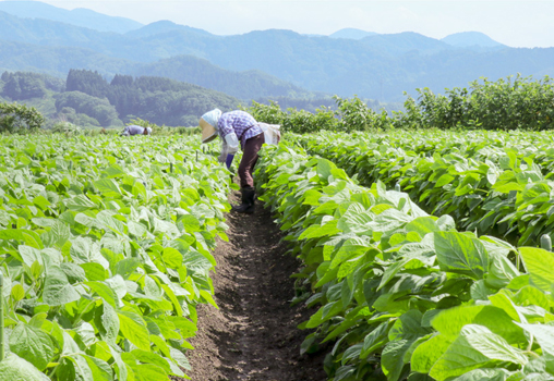 冨樫藤左ヱ門イメージ②