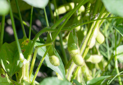 冨樫藤左ヱ門イメージ③