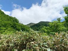 月山筍現場イメージ4