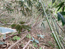 月山筍現場イメージ5