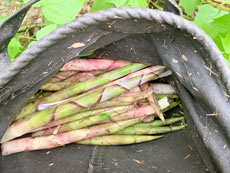 月山筍現場イメージ6