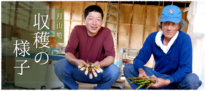収穫の様子