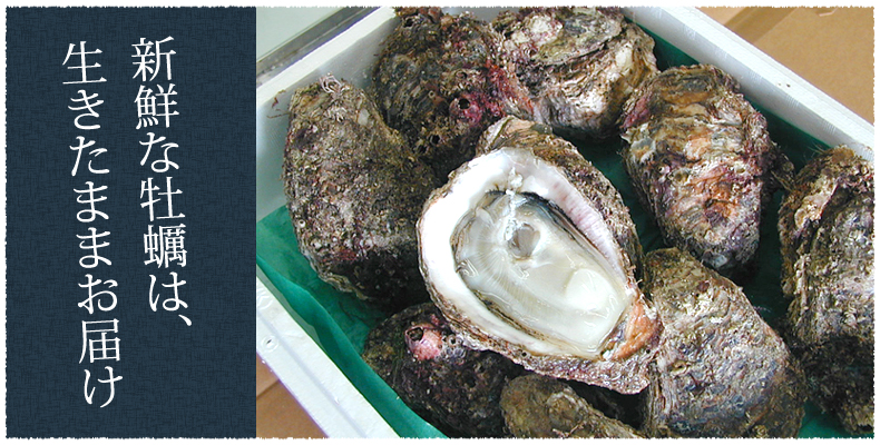新鮮な牡蠣は、生きたままお届け