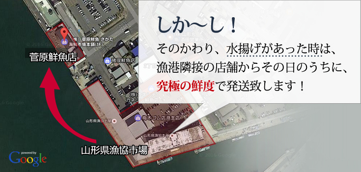 そのかわり、水揚げがあった時は、漁港隣接の店舗からその日のうちに、究極の鮮度で発送致します!