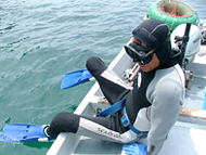 岩牡蠣は素もぐり漁