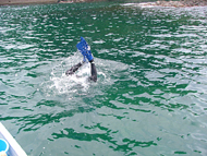 岩牡蠣の漁場は水深6~7m