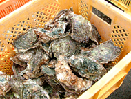 きれいになった岩牡蠣