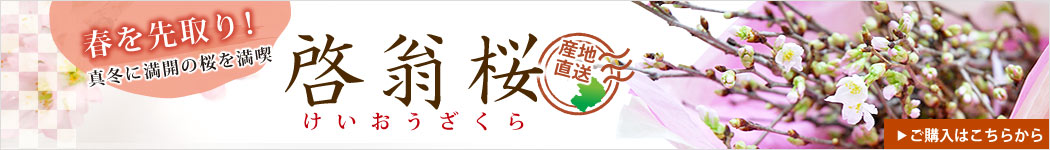 啓翁桜ご購入はこちらから