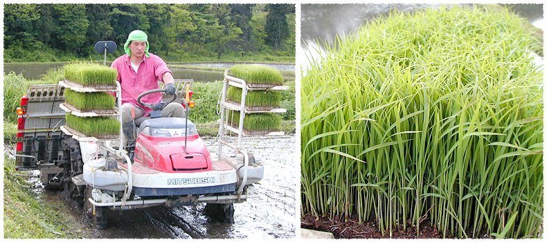 つやつやしていて柔らかく粘りが強くて冷めてもうまい米