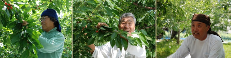 ベテランの収穫助っ人たち ベテランの収穫助っ人たち