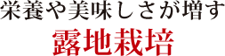 栄養や美味しさが増す露地栽培 栄養や美味しさが増す露地栽培