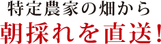 特定農家の畑から朝採れを直送! 特定農家の畑から朝採れを直送!山形さくらんぼ さくらんぼ通販 さくらんぼ佐藤錦