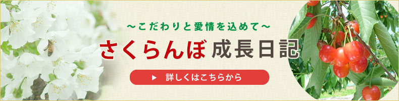 さくらんぼ成長日記 さくらんぼ成長日記