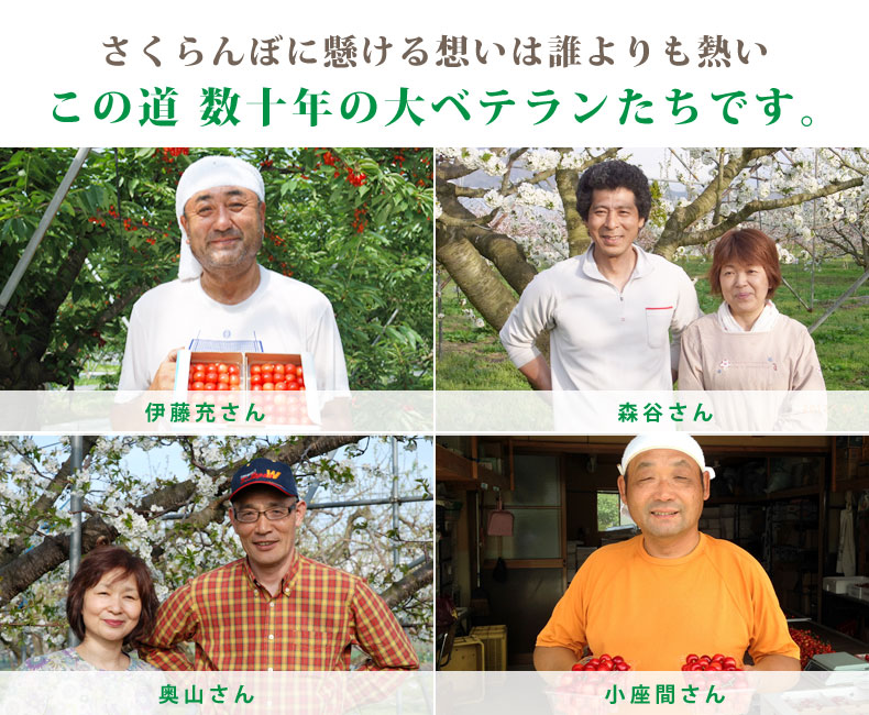 さくらんぼに懸ける思いは誰よりも熱いこの道数十年の大ベテランたちです。 さくらんぼに懸ける思いは誰よりも熱いこの道数十年の大ベテランたちです。