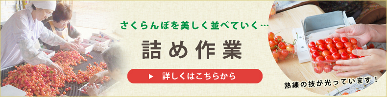 さくらんぼ詰め作業 さくらんぼ詰め作業